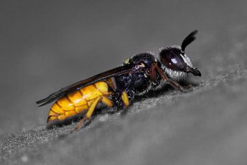 Wasp van BL Photography