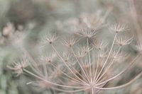 Plant in the dunes