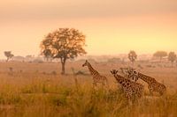 A family of giraffes in the morning light