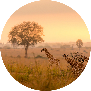 Een familie van giraffen in het morgenlicht van Gunter Nuyts