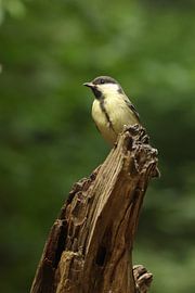 Portret van een koolmees