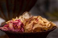 Close-up still life of roses