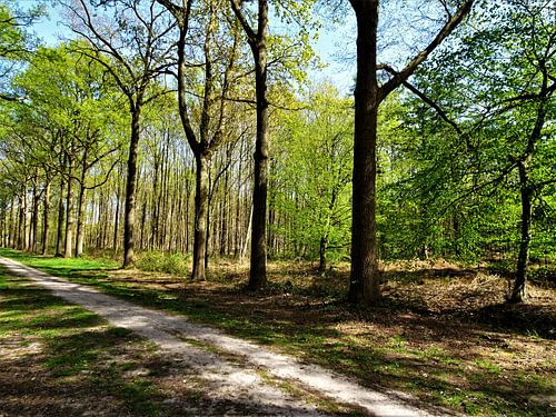Liesbos / Wald, Breda, Prinsenbeek, Niederlande