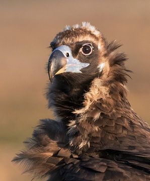Cinereous vulture, Aegypius monachus by Beschermingswerk voor aan uw muur