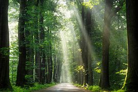Wunderschöner Morgen im Wald von Yen Do