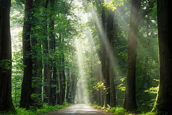 Wunderschöner Morgen im Wald