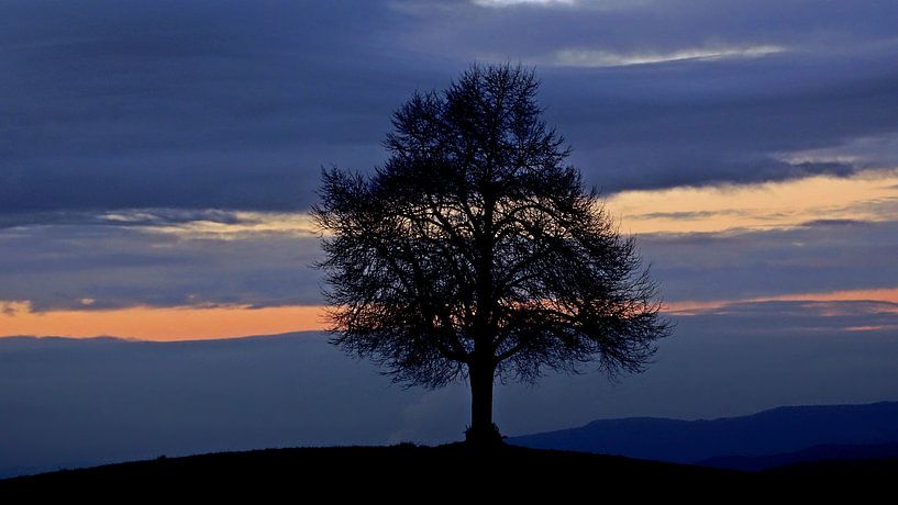 The Tree by Daphne Photography