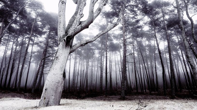 Bijeenkomst bomen van Bertrand Bessin