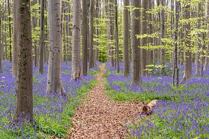 Frühling im Hallerbos