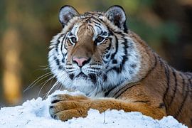 On the lookout in the snow by HB Photography