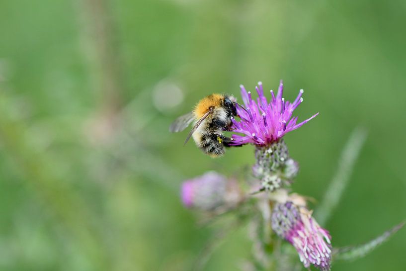 hommel op distel by Mieke Verkennis