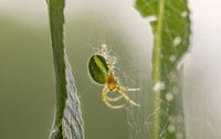 Une araignée dans une toile d'araignée par lichtfuchs.fotografie Aperçu
