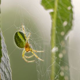 Spider in a spider's web by lichtfuchs.fotografie