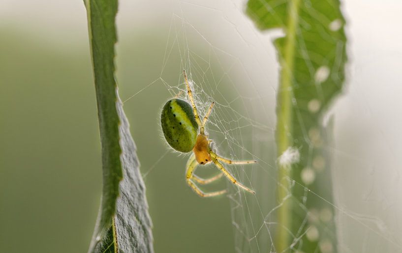 Une araignée dans une toile d'araignée par lichtfuchs.fotografie
