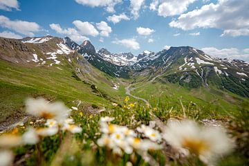 prachtig bloemrijk uitzicht in de Lechtaler Alpen bij Zürs van Leo Schindzielorz