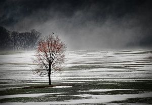 Eenzame boom in de ochtend mist