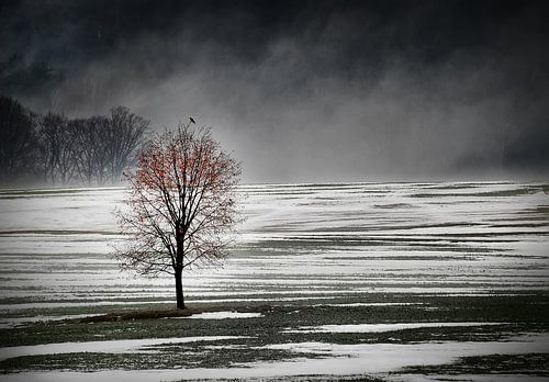 Eenzame boom in de ochtend mist