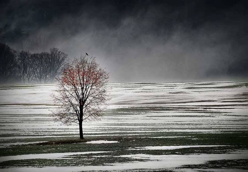Eenzame boom in de ochtend mist von Gabsor Fotografie