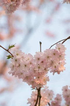 Herz der Blüte von Moetwil en van Dijk - Fotografie