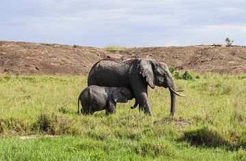 Eléphants sauvages dans la brousse africaine sur MPfoto71