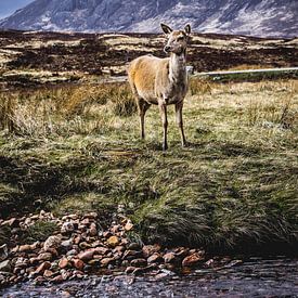 Hert in de Schotse hooglanden by Nick Chesnaye