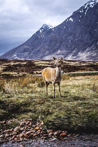 Hert in de Schotse hooglanden van Nick Chesnaye
