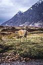 Hert in de Schotse hooglanden von Nick Chesnaye Miniaturansicht