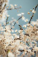 Bee Cherry