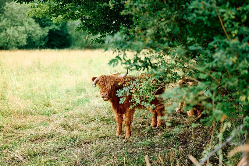 Versteckspiel auf der Weide – Wo die Stille wohnt von Momentaufnahme | Marius Ahlers