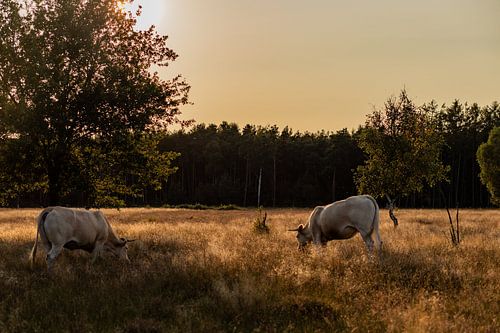 Koeien in het avondzonnetje