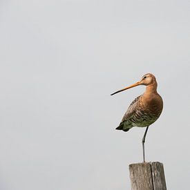 Een echt Nederlandse vogel, De Grutto op kenmerkende manier staand op een been op een paal. van Louis en Astrid Drent Fotografie