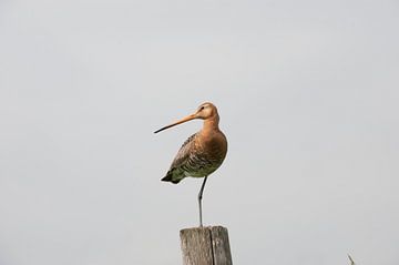 Een echt Nederlandse vogel, De Grutto op kenmerkende manier staand op een been op een paal. van Louis en Astrid Drent Fotografie