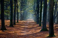Wald im Herbst von Niek van Vliet Miniaturansicht