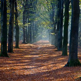 Forest in autumn by Niek van Vliet