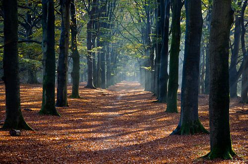 Forest in autumn by Niek van Vliet