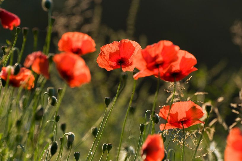 Poppies in the morning sun by Margot van den Berg