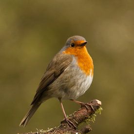 Robin sur Saskia Hoks