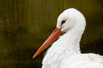 Storch gelb von Mark Damhuis