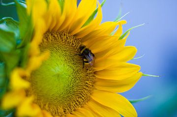 Zomer sur Jeroen van Helvoort