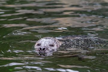 Sleepy seal in the water by Joachim Küster