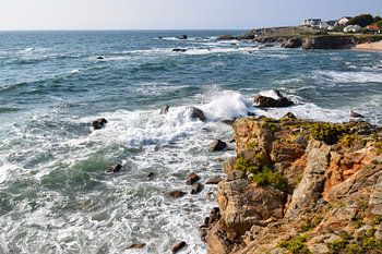 Seagull on the rugged Atlantic coast