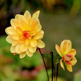 Margarita Moskalew profielfoto