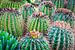 Floraison cactus sur Rietje Bulthuis