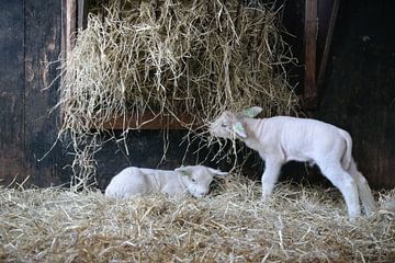 lammetjes in een schuur