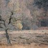 Bare tree in front of blurred autumn colors by Michel Seelen