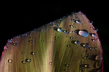 Drops on leaf by Ellis Peeters