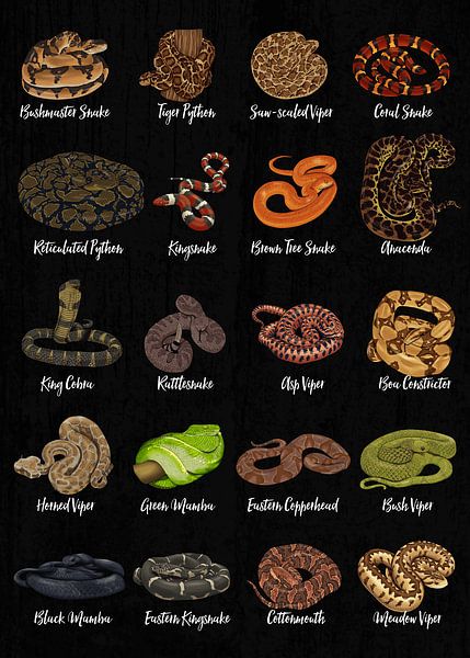 Aperçu des espèces de serpents rares et dangereuses par Pixelbull Design