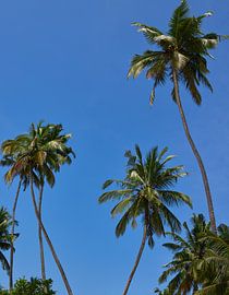 Tropische Aussicht von Dilani Butink