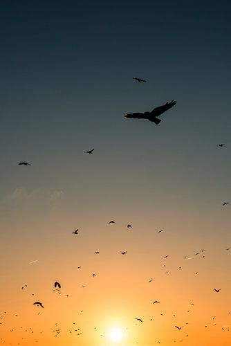 kraaien zwerm zonsondergang by Reno  van Dijk
