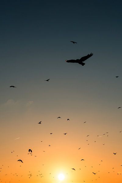 kraaien zwerm zonsondergang par Reno  van Dijk
